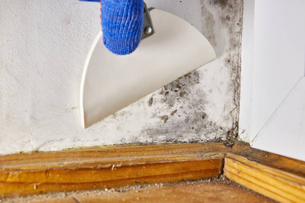 Best HVAC Mold Inspection and Cleaning  in Newport Beach, CA